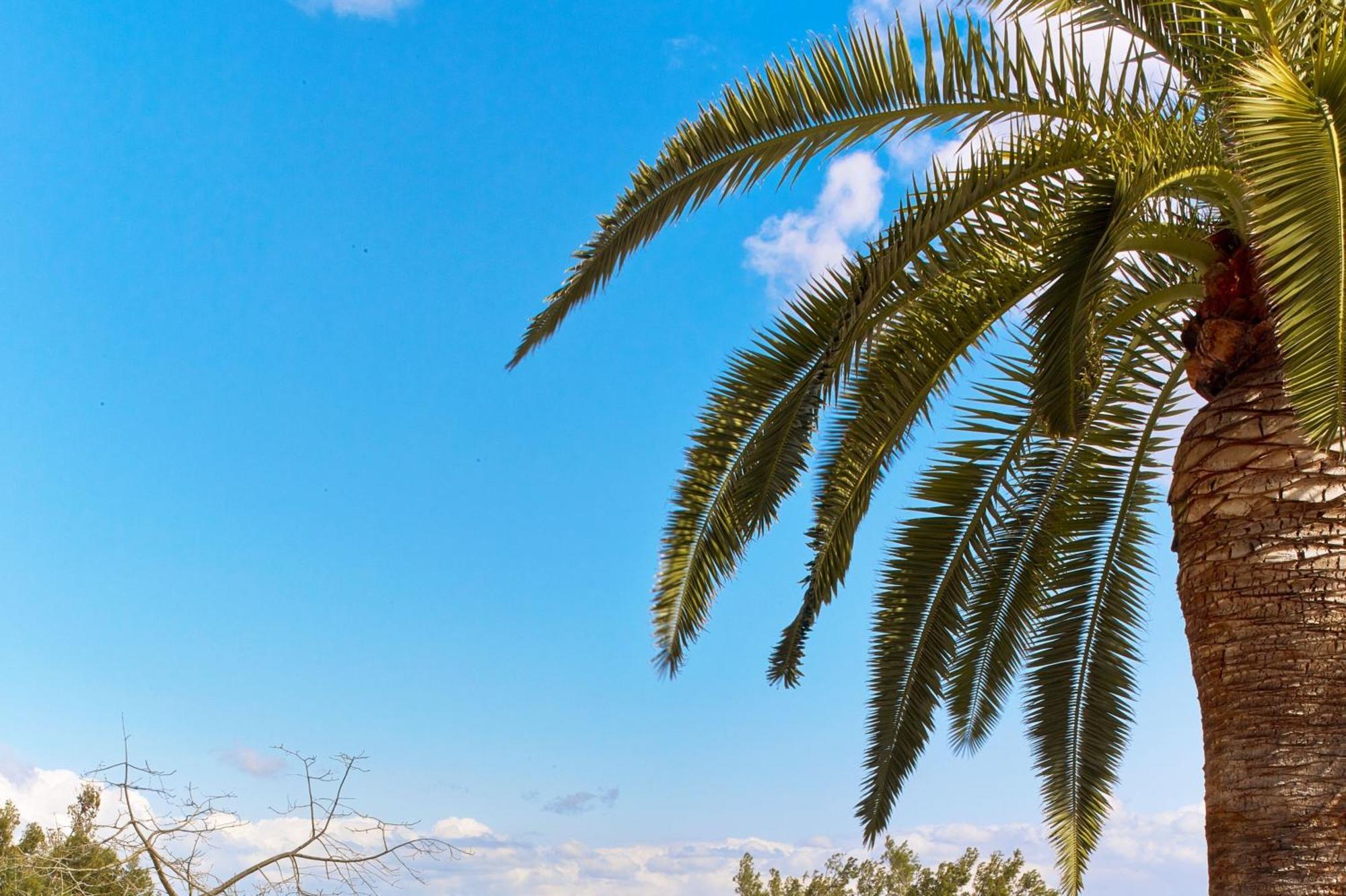 Castillo Hotel Son Vida, A Luxury Collection Hotel, Mallorca (Adults Only) Palma de Mallorca Bagian luar foto Palm tree